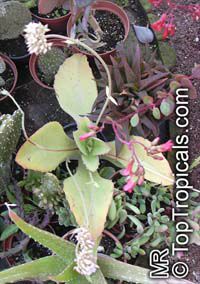 Kalanchoe sp., Kalanchoe
