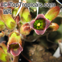 Kalanchoe tomentosa, Pussy Ears, Panda Plant