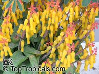 Lachenalia aloides, Lachenalia tricolor Lachenalia aloides, Lachenalia tricolor