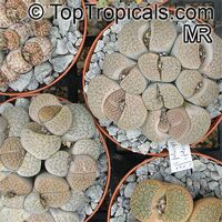 Lithops sp., Living Stones