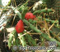 Opuntia sp., Prickly Pear