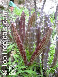 Orbea variegata, Stapelia variegata, Starfish Flower, Star Flower, Toad Cactus
