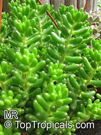 Sedum rubrotinctum, Jelly Beans, Brown Beans, Christmas Cheer