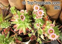Sempervivum sp., Houseleeks, Hen and Chicks