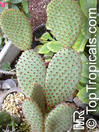 Opuntia sp., Prickly Pear