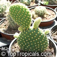 Opuntia sp., Prickly Pear