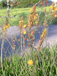 Bulbine frutescens, Bulbine caulescens, Stalked Bulbine, Rankkopieva ,Orange African Bulbine Bulbine frutescens, Bulbine caulescens, Stalked Bulbine, Rankkopieva ,Orange African Bulbine