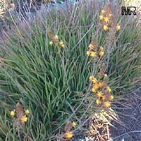 Bulbine frutescens, Bulbine caulescens, Stalked Bulbine, Rankkopieva ,Orange African Bulbine Bulbine frutescens, Bulbine caulescens, Stalked Bulbine, Rankkopieva ,Orange African Bulbine
