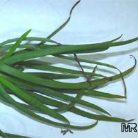 Bulbine frutescens, Bulbine caulescens, Stalked Bulbine, Rankkopieva ,Orange African Bulbine Bulbine frutescens, Bulbine caulescens, Stalked Bulbine, Rankkopieva ,Orange African Bulbine
