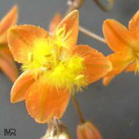 Bulbine frutescens, Bulbine caulescens, Stalked Bulbine, Rankkopieva ,Orange African Bulbine Bulbine frutescens, Bulbine caulescens, Stalked Bulbine, Rankkopieva ,Orange African Bulbine