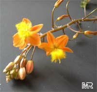 Bulbine frutescens, Bulbine caulescens, Stalked Bulbine, Rankkopieva ,Orange African Bulbine Bulbine frutescens, Bulbine caulescens, Stalked Bulbine, Rankkopieva ,Orange African Bulbine