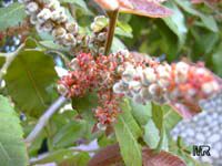 Alectryon tomentosus, Hairy alectryon, Woolly rambutan, Hairy bird