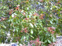 Alectryon tomentosus, Hairy alectryon, Woolly rambutan, Hairy bird