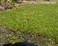 Eichhornia crassipes, Water Hyacinth

Click to see full-size image