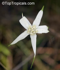 Dichromena sp., Rhynchospora sp., Star Grass, Star Rush, White Topped Sedge

Click to see full-size image