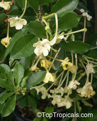 Brunfelsia maliformis - Lady of the Night

Click to see full-size image