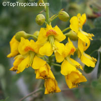 Caesalpinia mexicana - fragrant Yellow

Click to see full-size image