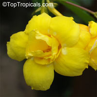 Allamanda williamsii - Stansils Double Gold

Click to see full-size image