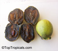 Diospyros digyna - Black Sapote Willson 

Click to see full-size image