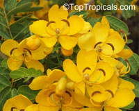 Cassia (Senna) bicapsularis - Butterfly Bush

Click to see full-size image