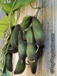 Mucuna pruriens - Nescafe, Purple Jade Vine

Click to see full-size image