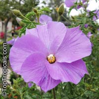 Alyogyne huegelii - Blue Hibiscus

Click to see full-size image