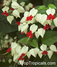 Clerodendrum thomsoniae - Bleeding Heart

Click to see full-size image