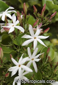 Jasminum dichotomum - Rose Bud Jasmine

Click to see full-size image