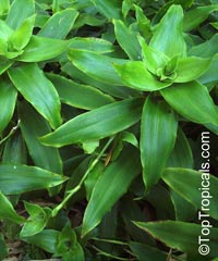 Callisia fragrans - Golden Tendril

Click to see full-size image