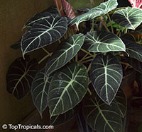 Alocasia reginula - Black Velvet Jewel 

Click to see full-size image