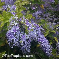 Petrea volubilis - Queens wreath

Click to see full-size image