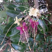 Capparis cynophallophora - Jamaica Caper 

Click to see full-size image