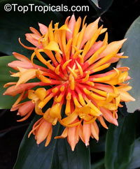 Burbidgea schizocheila - Voodoo Flame Ginger

Click to see full-size image