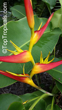 Heliconia latispatha Distans

Click to see full-size image