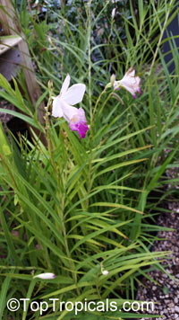 Arundina graminifolia, Arundina affinis, Bletia graminifolia, Bamboo Orchid, Bird Orchid

Click to see full-size image