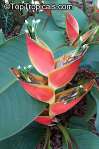 Heliconia stricta Sharonii

Click to see full-size image