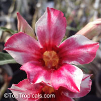 Adenium Celona, Grafted

Click to see full-size image