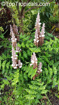 Acanthus montanus - Alligator Plant 

Click to see full-size image