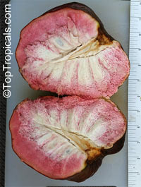 Annona reticulata - Custard Apple

Click to see full-size image
