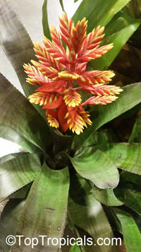 Aechmea tillandisiodes - seeds

Click to see full-size image