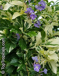 Duranta variegata - Variegated Sky Flower

Click to see full-size image