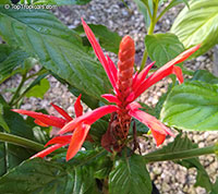 Aphelandra x panamensis - Scarlet Candle

Click to see full-size image