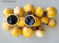 Randia formosa - Blackberry Jam Fruit