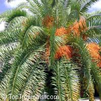 Phoenix canariensis, Canary Island Date Palm