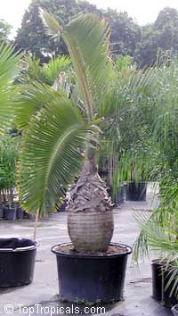 Hyophorbe lagenicaulis, Mascarena lagenicaulis, Bottle Palm