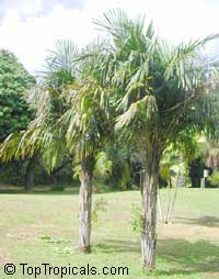 Syagrus schizophylla, Cocos schizophylla, Arikuryroba schizophylla, Arikury Palm