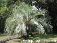 Butia capitata, Cocos capitata, Butia pulposa, Syagrus capitata, Pindo, Jelly Palm Butia capitata, Cocos capitata, Butia pulposa, Syagrus capitata, Pindo, Jelly Palm