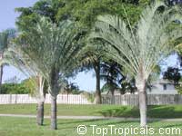 Dypsis decaryi, Neodypsis decaryi