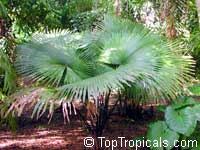 Kerriodoxa elegans, White Elephant Palm, King Thai Palm