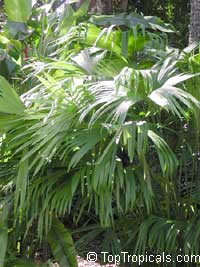 Carludovica sp., Carludovica palm, Jungle drum